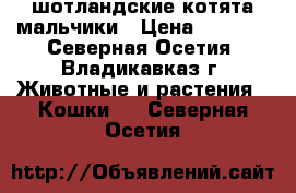 шотландские котята мальчики › Цена ­ 3 000 - Северная Осетия, Владикавказ г. Животные и растения » Кошки   . Северная Осетия